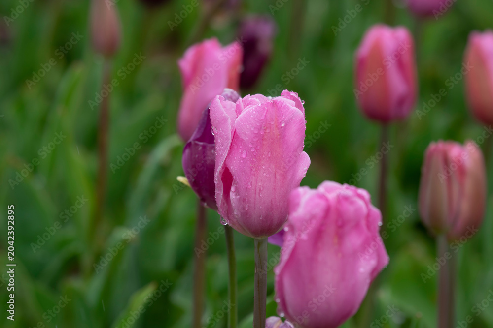 Fototapeta premium Pink tulips with water droplets. Pink tulips lit by sunlight..