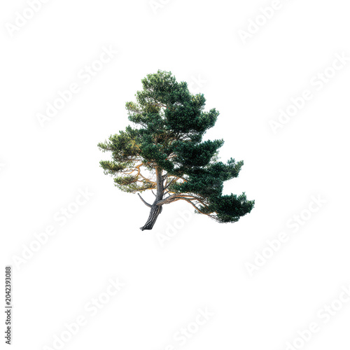 Obraz w ramie Isolated evergreen pine tree cutout on black background