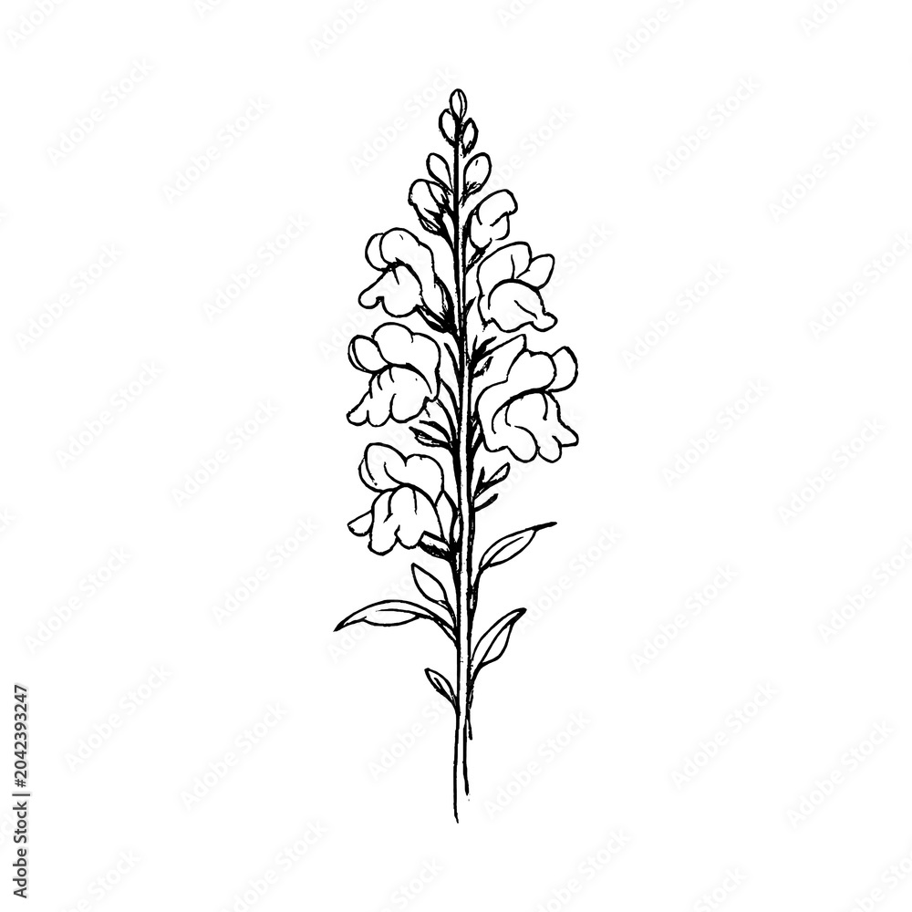 Obraz premium PNG Minimalist black botanical illustration