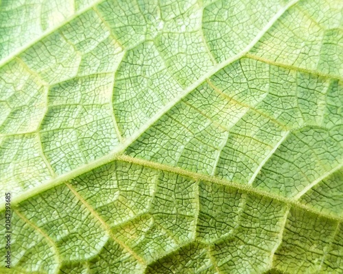 Fotografie Green leaf texture macro background with bright detailed vein pattern