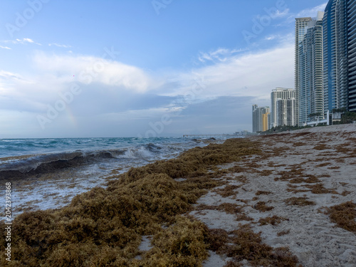 shot of a tropical beach heavily accumulated with brown sargassum seaweed (sargazo) covering the shoreline, with ocean waves crashing against the algae under a cloudy sky featuring a vibrant rainbow s