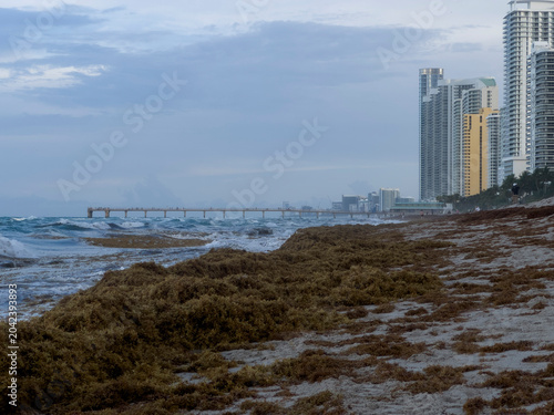 shot of a tropical beach heavily accumulated with brown sargassum seaweed (sargazo) covering the shoreline, with ocean waves crashing against the algae under a cloudy sky featuring a vibrant rainbow s