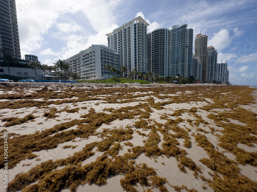 shot of a tropical beach heavily accumulated with brown sargassum seaweed (sargazo) covering the shoreline, with ocean waves crashing against the algae under a cloudy sky featuring a vibrant rainbow s
