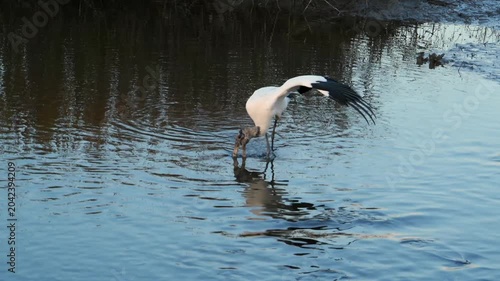 Georgia, A Wood Stork (Mycteria americana), a large wading bird native to North America.