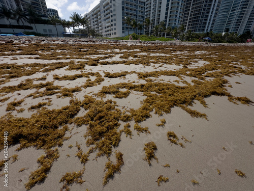 shot of a tropical beach heavily accumulated with brown sargassum seaweed (sargazo) covering the shoreline, with ocean waves crashing against the algae under a cloudy sky featuring a vibrant rainbow s