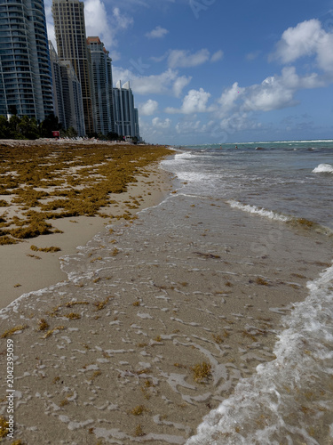 shot of a tropical beach heavily accumulated with brown sargassum seaweed (sargazo) covering the shoreline, with ocean waves crashing against the algae under a cloudy sky featuring a vibrant rainbow s