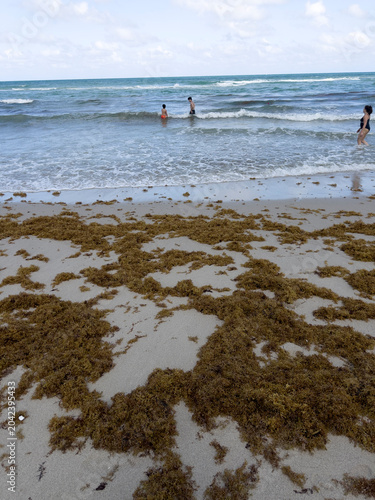shot of a tropical beach heavily accumulated with brown sargassum seaweed (sargazo) covering the shoreline, with ocean waves crashing against the algae under a cloudy sky featuring a vibrant rainbow s