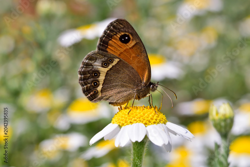 Spanish gatekeeper butterfly on a daisy flower in spring 