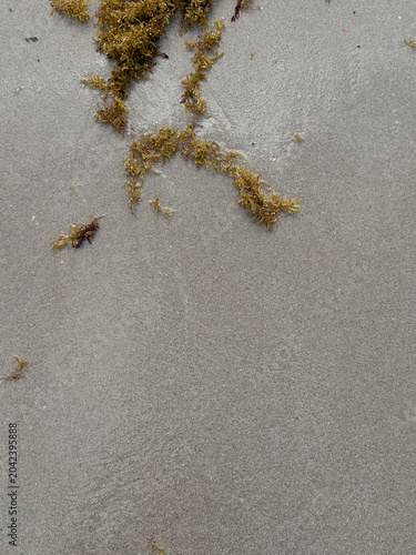 shot of a tropical beach heavily accumulated with brown sargassum seaweed (sargazo) covering the shoreline, with ocean waves crashing against the algae under a cloudy sky featuring a vibrant rainbow s