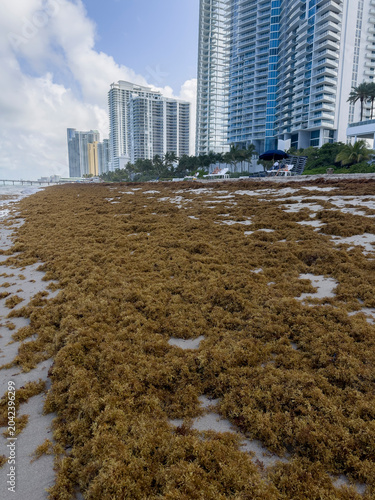 shot of a tropical beach heavily accumulated with brown sargassum seaweed (sargazo) covering the shoreline, with ocean waves crashing against the algae under a cloudy sky featuring a vibrant rainbow s