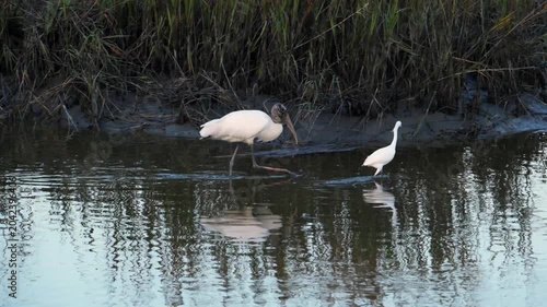 Georgia, A Wood Stork (Mycteria americana), Snowy Egret (Egretta thula), a large wading bird native to North America.