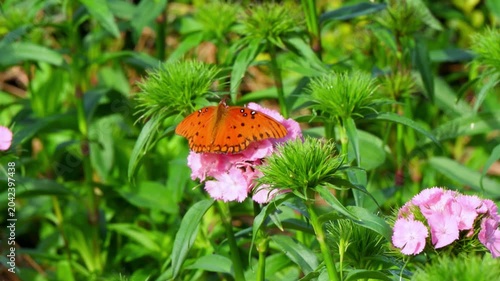 South Carolina, This is a Gulf fritillary butterfly (Agraulis vanillae) resting on a pink flower.