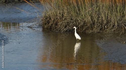 South Carolina, a Snowy Egret (Egretta thula), A bird (Aves) catches fish in a shallow lagoon within a swamp ecosystem.
