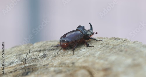 Detailed macro footage of a shiny dark rhinoceros beetle sitting on a piece of wood. Beautiful nature wildlife clip showing the insect's carapace and horn, with copy space