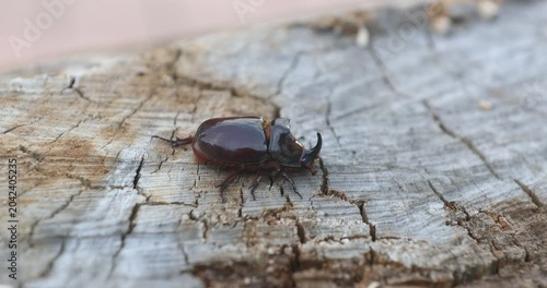 Detailed View of Horned Scarab Beetle on Dry Wood