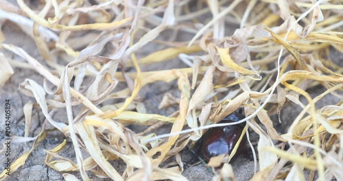 Wildlife footage showing a dark female rhinoceros beetle struggling to move through a dense layer of dry straw and withered grass. Great nature B-roll of insect behavior.