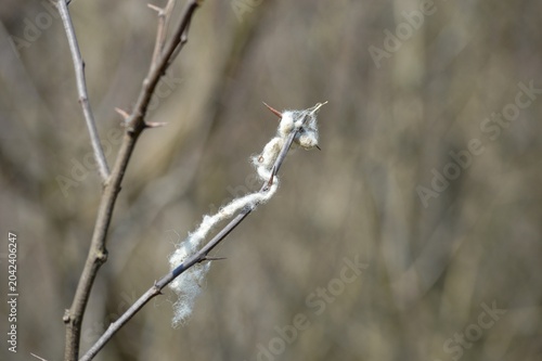 parts of wool on a plant