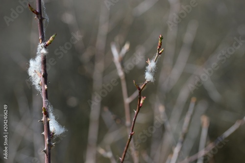 parts of wool on a plant