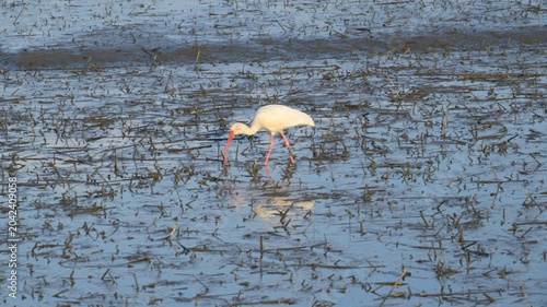 South Carolina,  These birds are American White Ibises (Eudocimus albus)