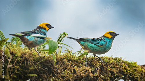 Pair of saffron-crowned tanagers perched on mossy branch in Colombian cloud forest
