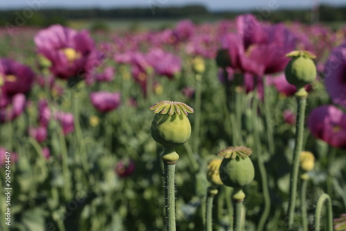 Field of red violett Poppy Flowers in Summer