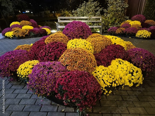 Foto Blooming chrysanthemums in a flowerbed in autumn