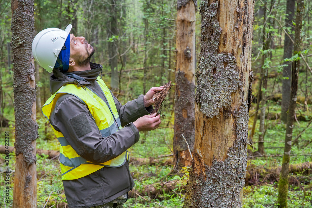 Fototapeta premium a forest engineer inspects forest plantings