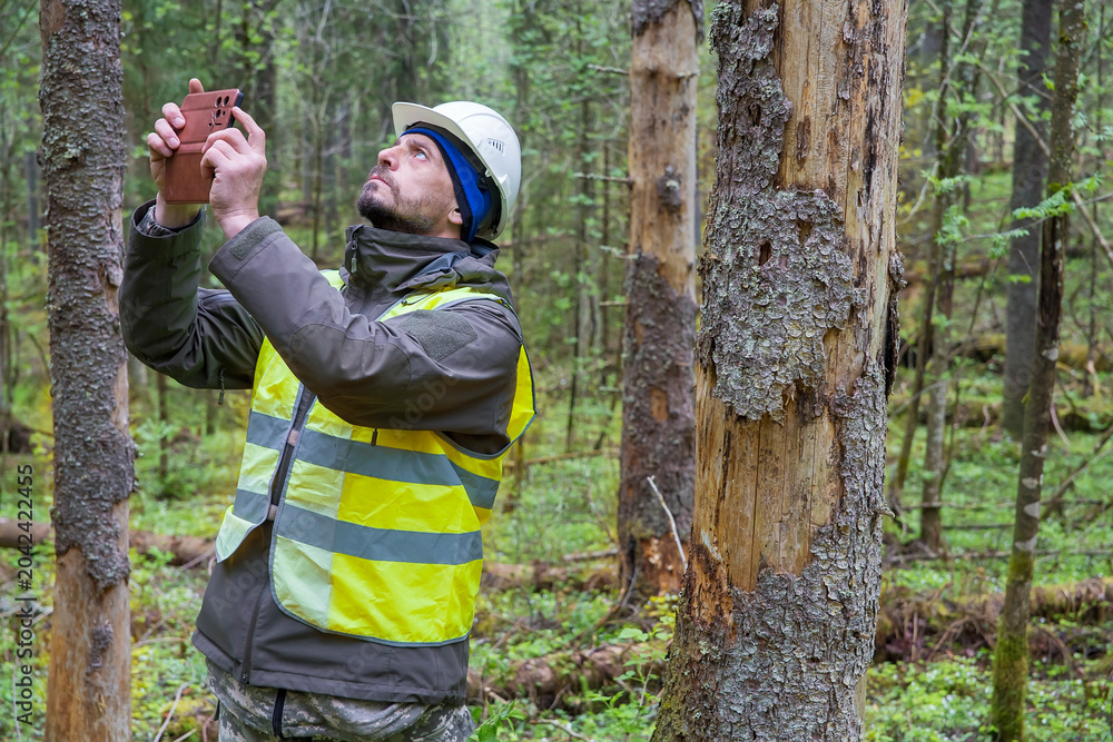 Fototapeta premium a forest engineer inspects forest plantings