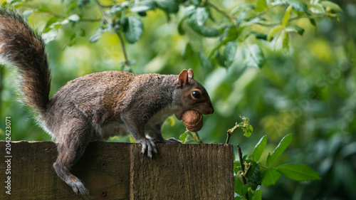 squirrel in the park eating a nut