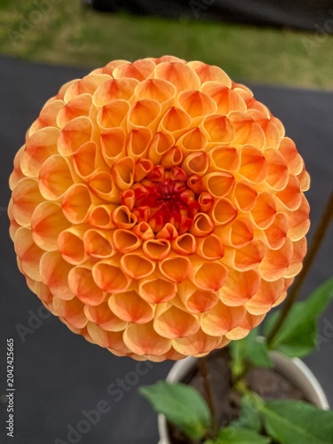 Apricot dahlia