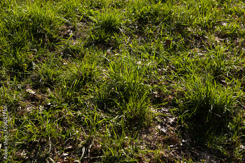 Young green spring grass covering the ground. Fresh natural vegetation with soft texture and vibrant seasonal growth in outdoor light.