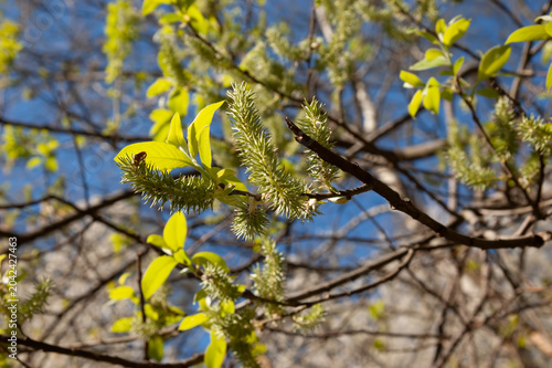 Flowering willow branch in spring with green leaves. Selective focus and softly blurred background create delicate natural atmosphere.