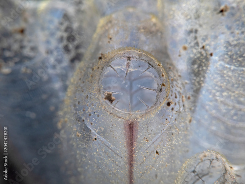 Ascidians mouth opening, Mundöffnung einer Seescheide