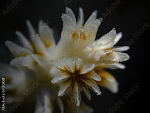 Coral detail in the spot light