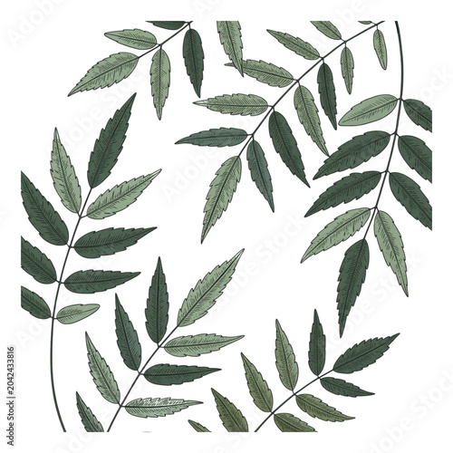 Close-up of herbal Neem leaves with transparent background 