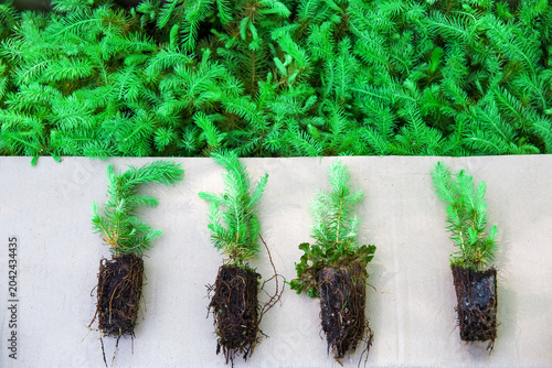 Green seedlings of coniferous trees.
