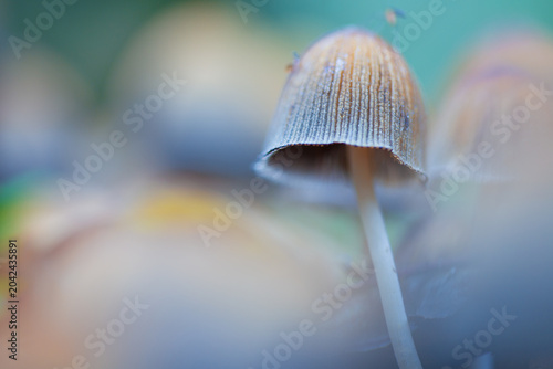 Bild auf Leinwand hallucinogenic mushrooms containing psilocybin. macro photo