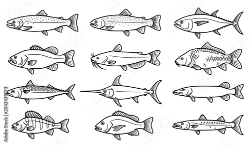 Foto Freshwater And Saltwater Fish Sketch Vector Collection Set