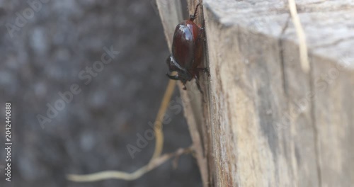  Dynamic nature footage of a large dark rhinoceros beetle falling from rough wood to the rocky ground below. The camera tilts down to follow the insect's movement among the pebbles.