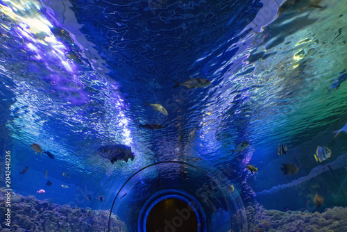 Canvastavla Aquarium