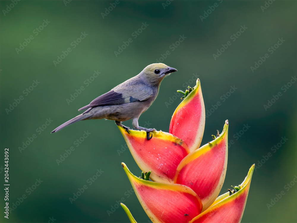 Fototapeta premium Palm Tanager Perched on Vibrant Tropical Flower in Colombia
