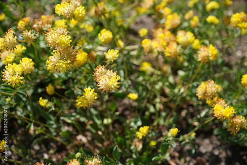 Nahaufnahme von blühendem Echten Wundklee (Anthyllis vulneraria) im Sonnenlicht