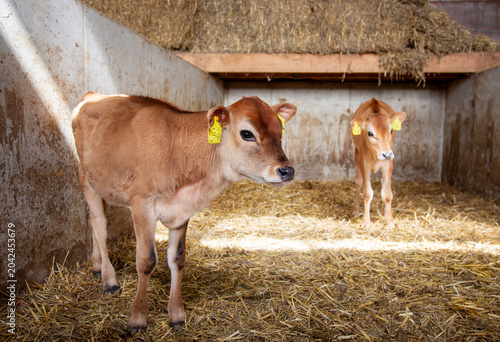 two cute brown calves in straw on dutch farm