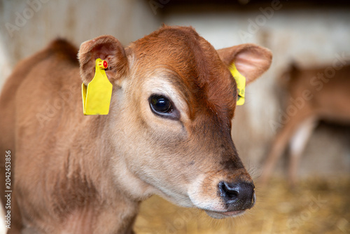 two cute brown calves in straw on dutch farm