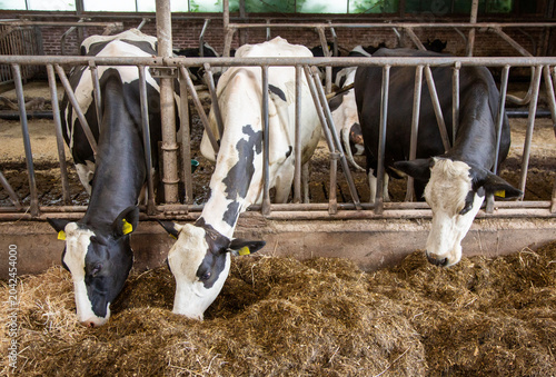 black and white cows feed inside dutch farm in holland