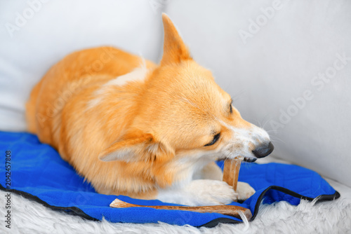Billede på lærred Hungry Corgi dog is gnawing a chewing bone on the sofa