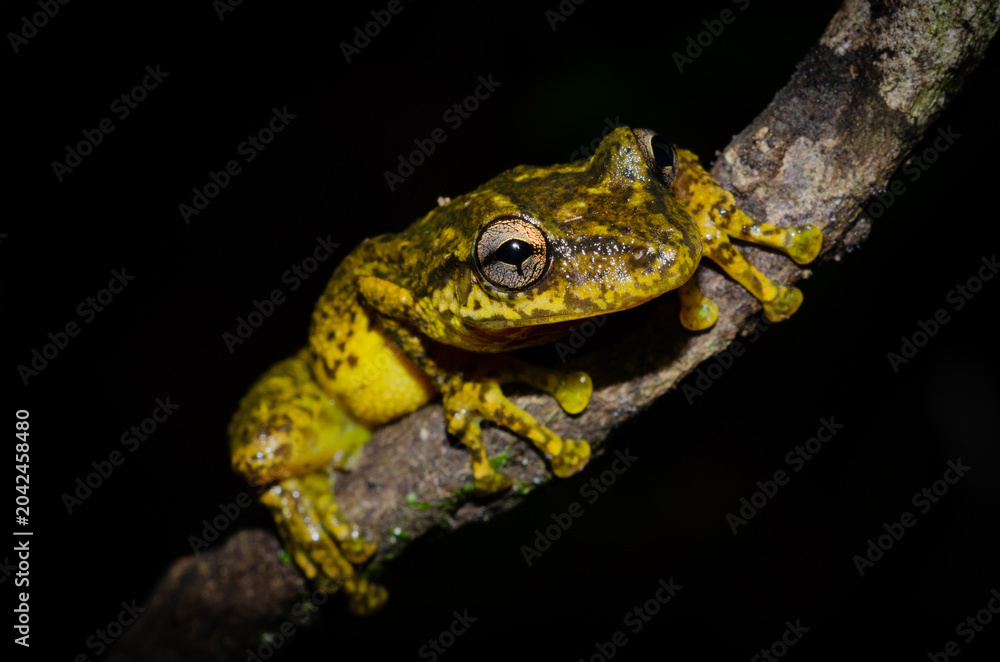 Obraz premium frog on a leaf