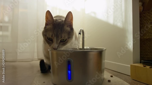 Cat Drinking From Indoor Water Fountain