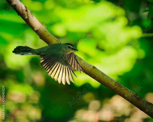 Εκτύπωση καμβά Beautiful closeup portrait of stunning Gray Catbird inflight in dramatic lightin