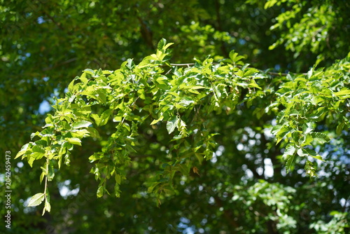 Grünes Laub und Fruchtstand einer Orientalischen Hainbuche (Carpinus orientalis) im Sommer
